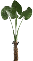 PTMD Leaves Plant Groen Philo blad plant with