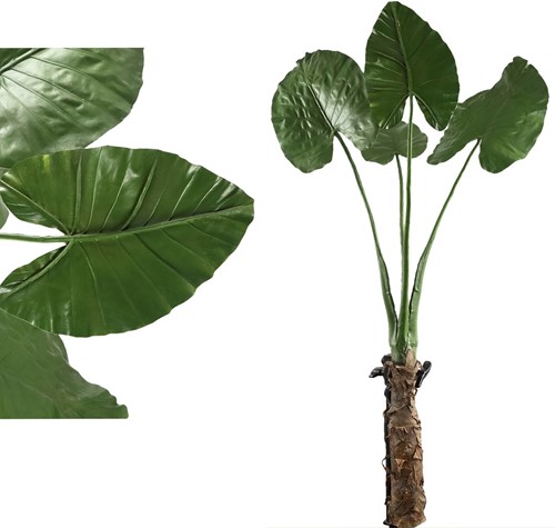 PTMD Leaves Plant Groen Philo blad plant with-2