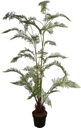 PTMD Tree Groen varenboom in zwarte plastic pot L