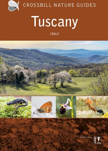 Crossbill guides Crossbill Guide Tuscany Crossbill Guide Tuscany